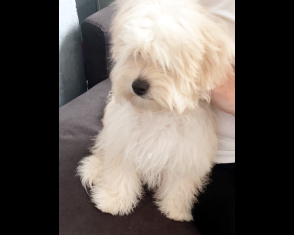 Arlo