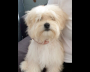 Arlo