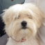 arlo