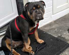 Bowser