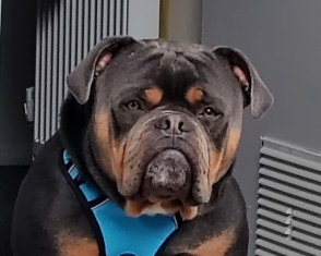 Bowser