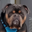 bowser