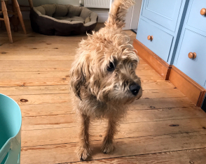 Bramble