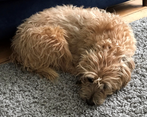 Bramble
