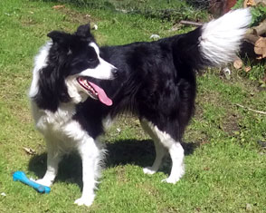 flossie