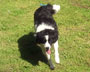 flossie