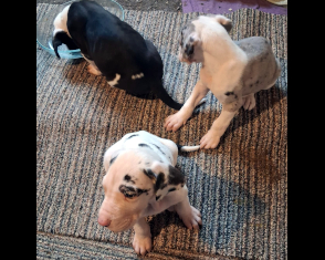 Great Dane Puppies