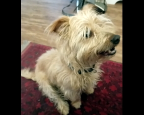 Peanut