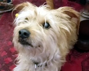 Peanut
