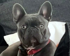 Albert