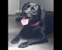Milly