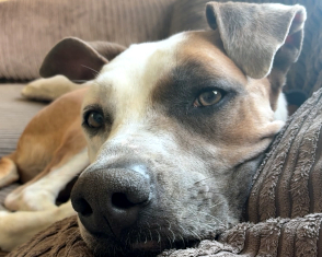Zeus