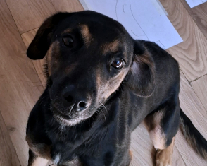 Zola