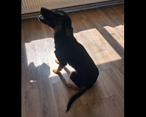 Zola